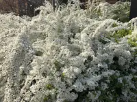 京都府立植物園の写真・動画_image_267745