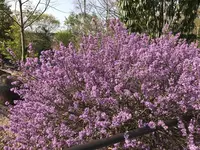 京都府立植物園の写真・動画_image_267746