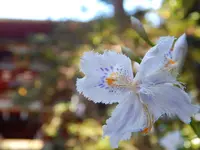 久能山東照宮の写真・動画_image_267813