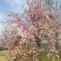 武蔵野の森公園の写真・動画_image_268075