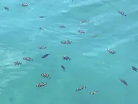 おさかな集積所”おとと”の写真・動画_image_268304