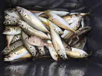 おさかな集積所”おとと”の写真・動画_image_268307