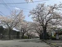 城ヶ崎海岸の写真・動画_image_268592
