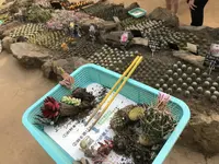 伊豆シャボテン動物公園の写真・動画_image_268648