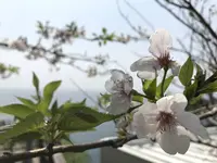 江の島の写真・動画_image_268657