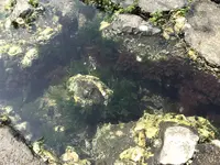 江の島の写真・動画_image_268660