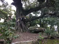 新日吉神宮の写真・動画_image_26934