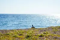 一色海水浴場の写真・動画_image_269722