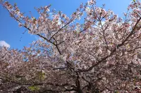 小豆島霊場第8番 常光寺の写真・動画_image_270422