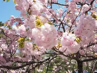 兼六園の写真・動画_image_270903