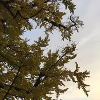下城の大イチョウの写真・動画_image_271439