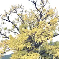 下城の大イチョウの写真・動画_image_271440