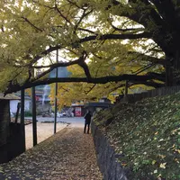 下城の大イチョウの写真・動画_image_271441