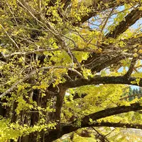 下城の大イチョウの写真・動画_image_271442
