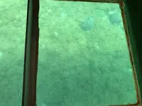 足摺海底館の写真・動画_image_271698