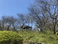 田浦梅の里の写真・動画_image_271931