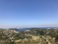 田浦梅の里の写真・動画_image_271935