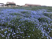 長井海の手公園ソレイユの丘の写真・動画_image_271964