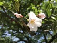 地蔵王廟の写真・動画_image_272560