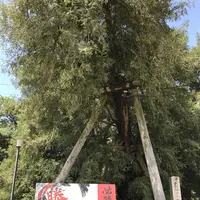 名古屋城の写真・動画_image_273211