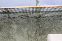海ほおずきの写真・動画_image_273286