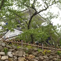 浜松城の写真・動画_image_273298
