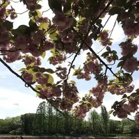 洞峰公園の写真・動画_image_273616