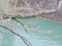 駿府城公園の写真・動画_image_273735
