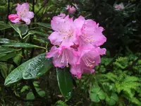 中野不動尊の写真・動画_image_274220