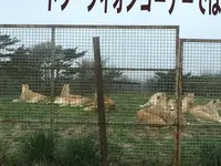 東北サファリパークの写真・動画_image_274226