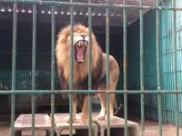 東北サファリパークの写真・動画_image_274228