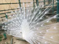 東北サファリパークの写真・動画_image_274231