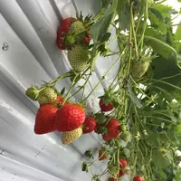 あすかいちご狩りパークの写真・動画_image_274232