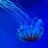 京都水族館の写真・動画_image_274233