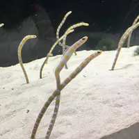 京都水族館の写真・動画_image_274234