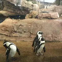 京都水族館の写真・動画_image_274235