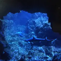 京都水族館の写真・動画_image_274236