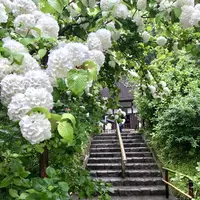 明月院（あじさい寺）の写真・動画_image_274253