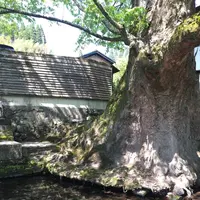 水源けやきの写真・動画_image_274347