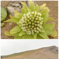 桃岩展望台の写真・動画_image_274570