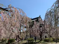 弘前公園の写真・動画_image_274833
