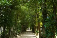 備瀬のフクギ並木の写真・動画_image_276461