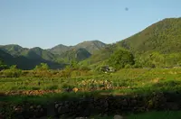 武田神社の写真・動画_image_276911