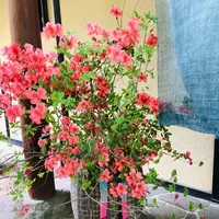 石心の写真・動画_image_277160