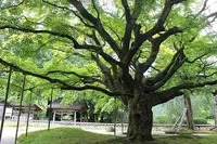 雷山千如寺大悲王院の写真・動画_image_277341