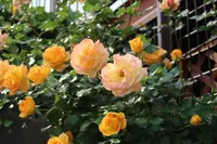 豊住公園の写真・動画_image_277889