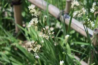 古石場川親水公園の写真・動画_image_277897