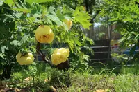 古石場川親水公園の写真・動画_image_277898