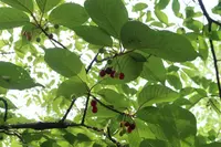 木場公園の写真・動画_image_277909