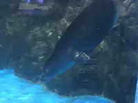 新屋島水族館の写真・動画_image_279380